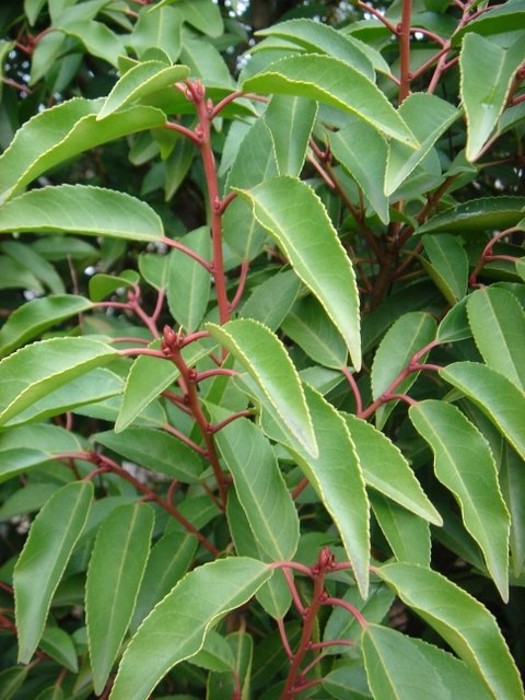 Prunus lusitanica 'Angustifolia'='Pyramidalis' P1D